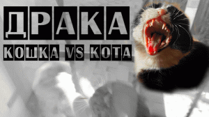 ПРИКОЛЫ. ВИДЕО СМЕШНЫЕ С КОШКАМИ. ДРАКА КОШКИ С КОТОМ.