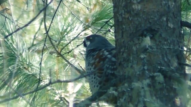 Охота,рябчик и грибы смотреть онлайн