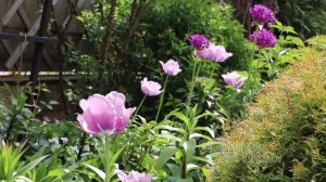 Агрессоры в саду // ФИАЛКА СЕСТРИНСКАЯ // сад непрерывного цветения // лучшие многолетники для сада