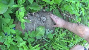 ПОЛИНОР И МУРАВЬИ