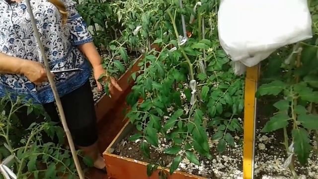 Клубника ,томаты. смотреть онлайн