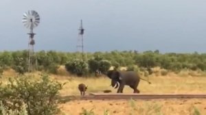 БУЙВОЛ В ДЕЛЕ! Буйвол против носорога, бегемота, крокодила, львов и слонов (720p)