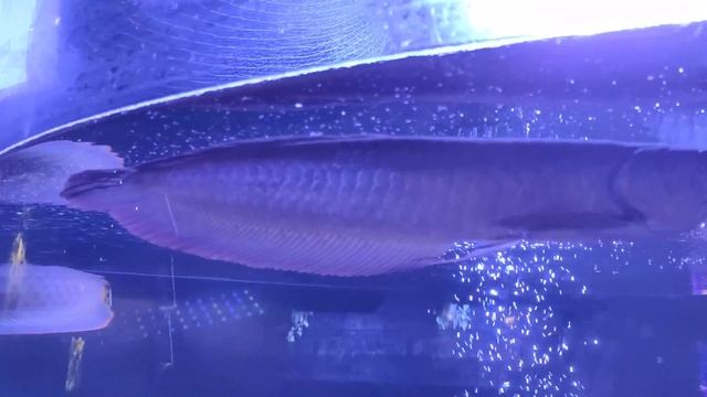 Киевский океанариум "Морская сказка" смотреть онлайн