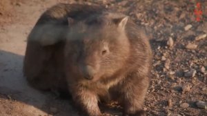 Вомбат – добрый зверь похожий на хомяка и медведя, которого не могут одолеть хищники!