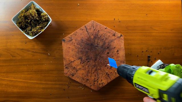 Staghorn Ferns: Beautiful and Simple DIY Mounting and Care Guide смотреть онлайн