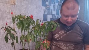 Комнатный перец чили | Сбор урожая, жгучий чили на подоконнике