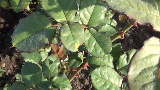 Как цветёт шиповник и старый способ профилактики от мучнистой росы.