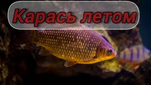 КАК ЛОВИТЬ КАРАСЯ ЛЕТОМ? СНАСТИ для ЛОВЛИ КАРАСЯ в ЛЕТНИЙ ПЕРИОД. НАЖИВКИ и ВРЕМЯ для ловли КАРАСЯ