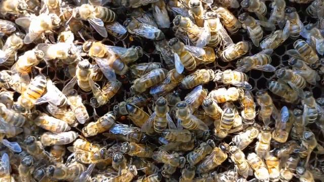 Ловля пчелиных роёв. Результат 100% + рекомендации. Что делать с роем? Как использовать силу роя? смотреть онлайн