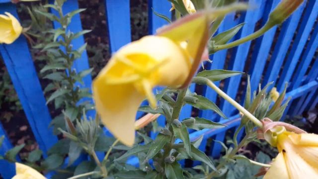 Энотера .Чудо-цветок в моём саду смотреть онлайн