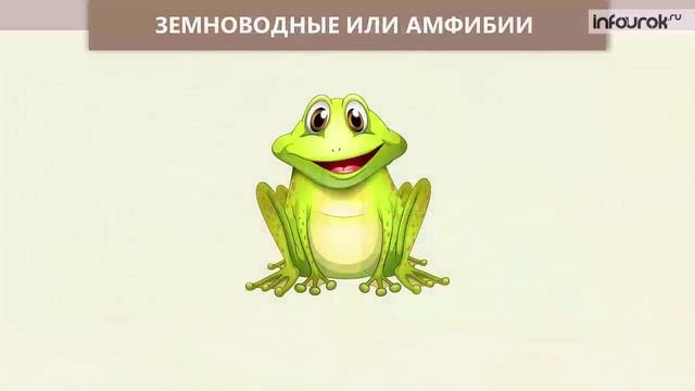 Животные. Группы животных