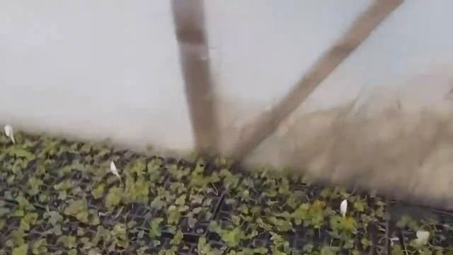Хранение кассетной рассады клубники зимой смотреть онлайн