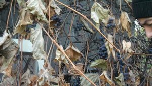 Сбор винограда Изабелла на даче