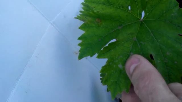 Виноград НОВЫЙ ПОДАРОК ЗАПОРОЖЬЮ поэтапное развитие куста. (3 часть) смотреть онлайн