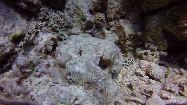 Пятнистый острохвостый угорь.Красное море.