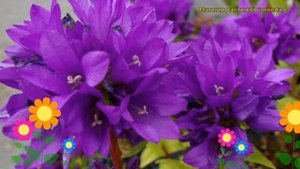 Колокольчик скученный Бельфер Блю. Краткий обзор, описание campanula glomerata Bellefleur Blue