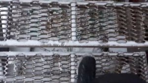 Чем хорош просечно вытяжной лист для ступеней крыльца