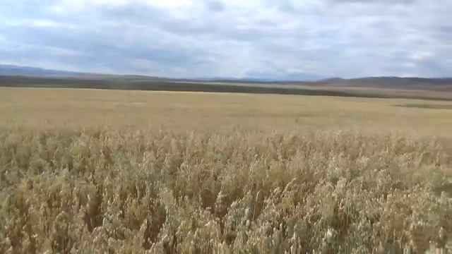 овес смотреть онлайн