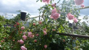 Классификация роз ч. 2. Плетистые розы.