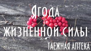 Ягода жизненной силы  Лимонник Таежный стимулятор организма человека