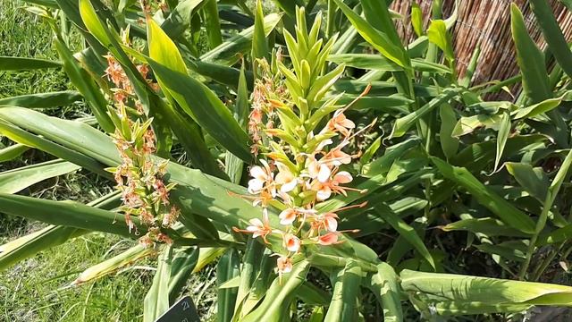 Butterfly ginger - grow & care (Hedychium) смотреть онлайн