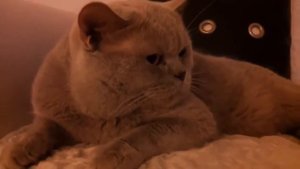 Кот хамит хозяину, а потом извиняется