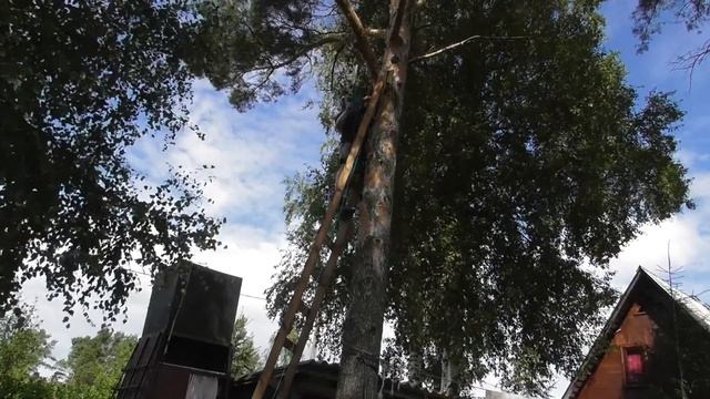 Пилой махать --- не землю копать. Будни дачника