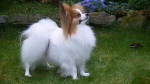 Красивые собачки