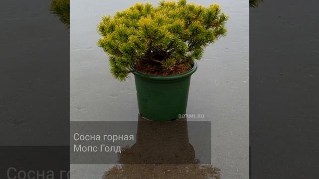 Сосна горная Мопс Голд