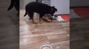 Чистокровный щенок Немецкой овчарки обучается команде "НЕЛЬЗЯ" и "МОЖНО"