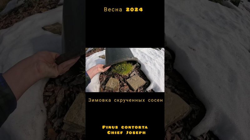 Зимовка капризуль! Сосна скрученная Шеф Джозеф(Pinus contorta Chief Joseph)