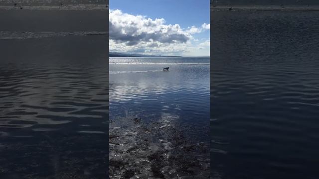 Boris playing his favourite beach game ? chase the seagull смотреть онлайн