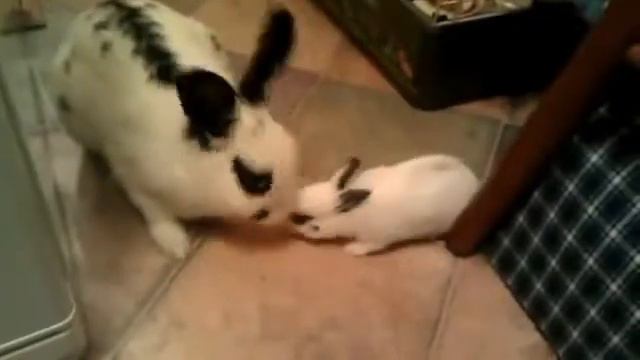 Развивающее видео для детей от года Домашние животные и их дети Мультик про животных смотреть онлайн