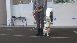 Екатерина и вельш корги пемброк Виконт. Тренировка ОКД: обучение команде Ко мне (парковка). Тольятти