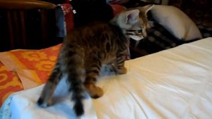 Бенгальский котёнок , мальчик 1 месяц .