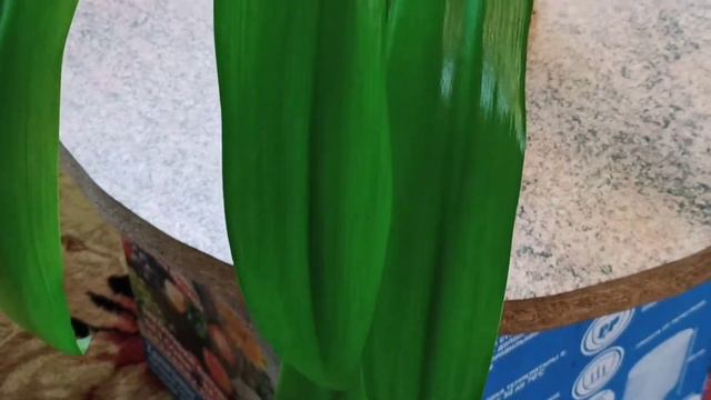 Комнатные цветы Лилия, Гименокаллис смотреть онлайн