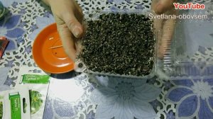 ОГУРЦЫ- КАК ВЫРАСТИТЬ КРЕПКУЮ РАССАДУ ЗА 5 ДНЕЙ С ОТЛИЧНЫМИ КОРЕШКАМИ. МОЖНО СРАЗУ САЖАТЬ В ГРЯДКУ.