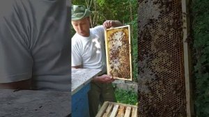 На сколько пчелы породы бакфаст ( репродуктор от Вальдемара Коха) добрые и спокойные!!!!