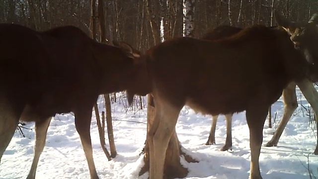 Смоленское Поозерье. Поющий лось на солонце смотреть онлайн