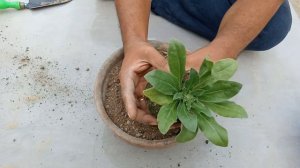 Calandula Flower-Total guide | A to Z of Calendula | ক্যালেন্ডুলা ফুলের সম্পূর্ণ পরিচর্যা |Bonobith