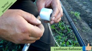 Прививка винограда в штамб.