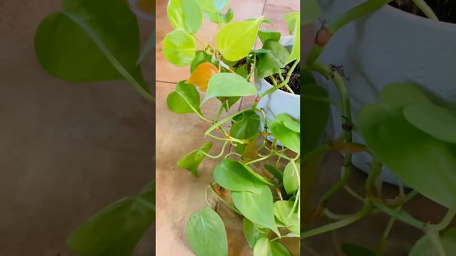 Филодендрон Scandens Micans (пышный кустик 800)