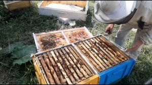 Сборка в зиму кассетного улья лежака для двухсемейного содержания пчёл..mp4