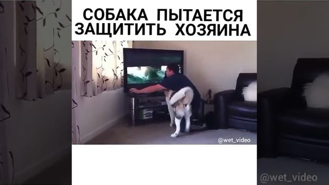 Собака пытается защитить хозяина смотреть онлайн