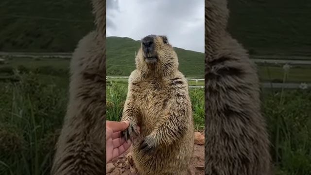 #мем #приколы #бобер - YouTube