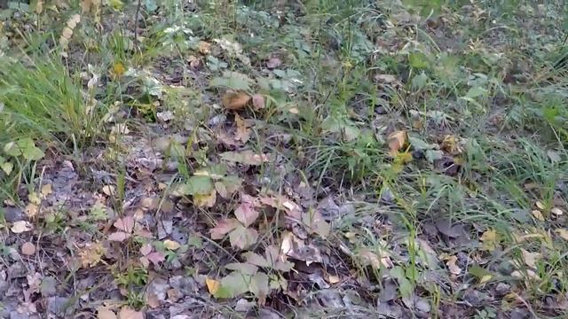 Со мной по грибы.Свежие кадры с фотоловушек. смотреть онлайн