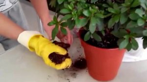 Как правильно пересадить азалию