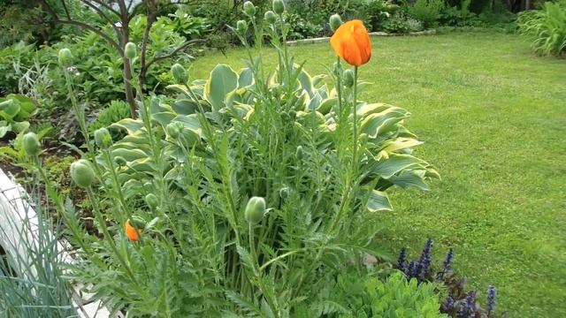 Дачный влог. 5 июня. Работы в зоне с качелями и у водоема,уход за цветами,борьба со слизнями и др смотреть онлайн