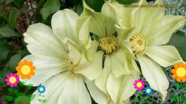 Клематис гибридный Мунлайт. Краткий обзор, описание характеристик clematis Moonlight смотреть онлайн