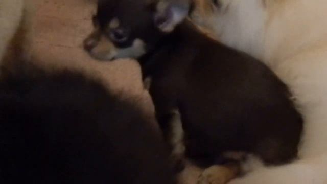 Чихуахуа,3 месяца.Питомник гордость Эмили смотреть онлайн